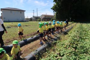 サツマイモ掘りへ・・・ サツマイモ掘りへ・・・