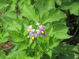 IMG_0054