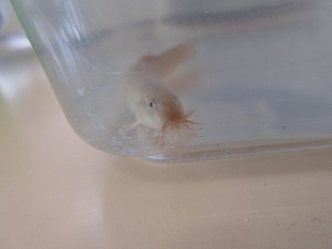 どじょう どじょう