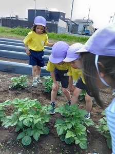 むしさがし　じゃがいも