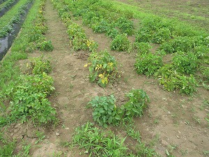 IMG_0314(1) IMG_0314(1)