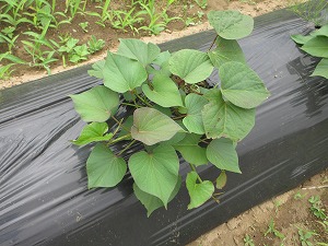 IMG_0328(1) IMG_0328(1)