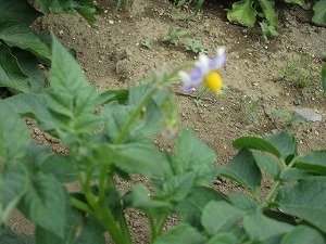 IMG_0377