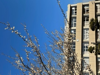 image1 image1