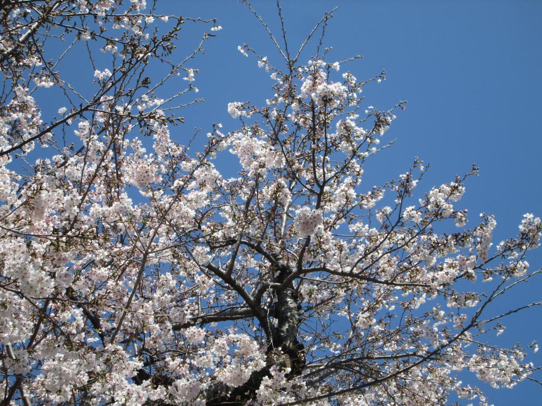 IMG_0006 IMG_0006