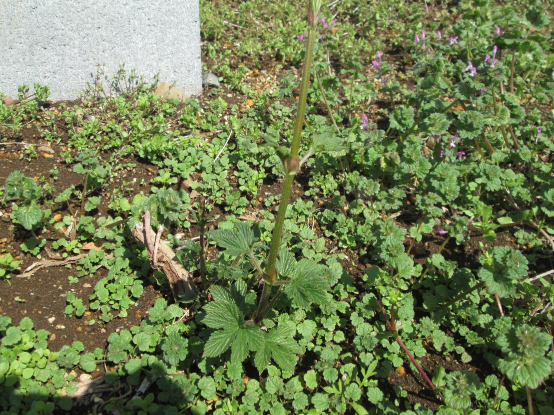 IMG_0009 IMG_0009