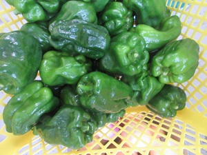 IMG_4002 IMG_4002