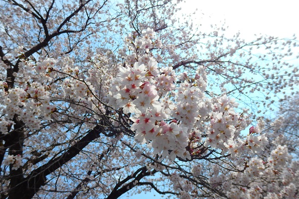 桜が満開に