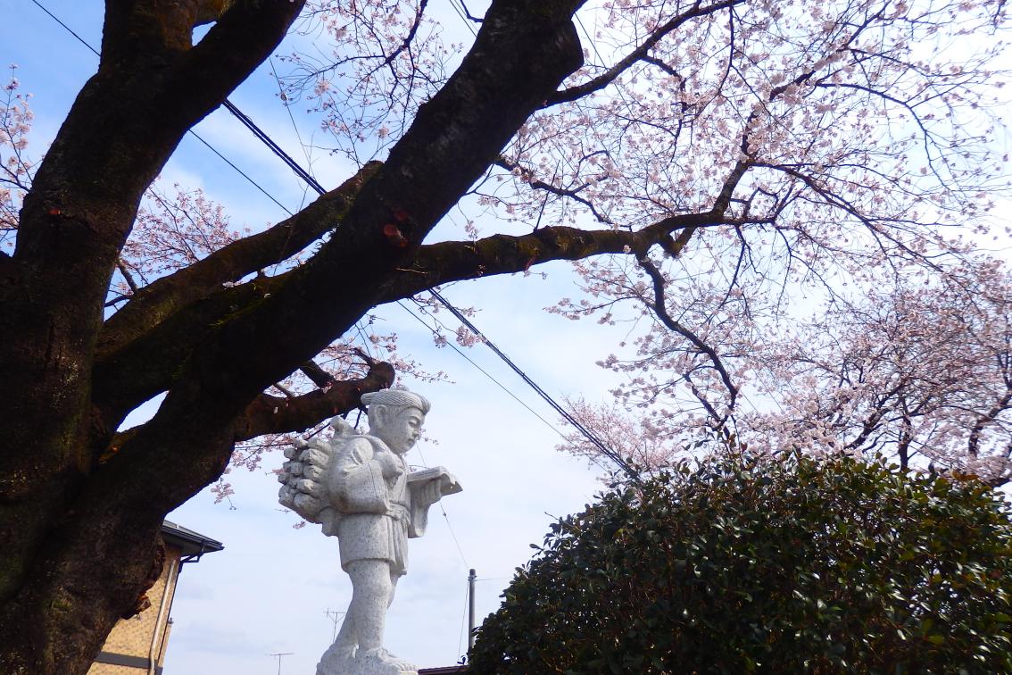 二宮金次郎像と桜
