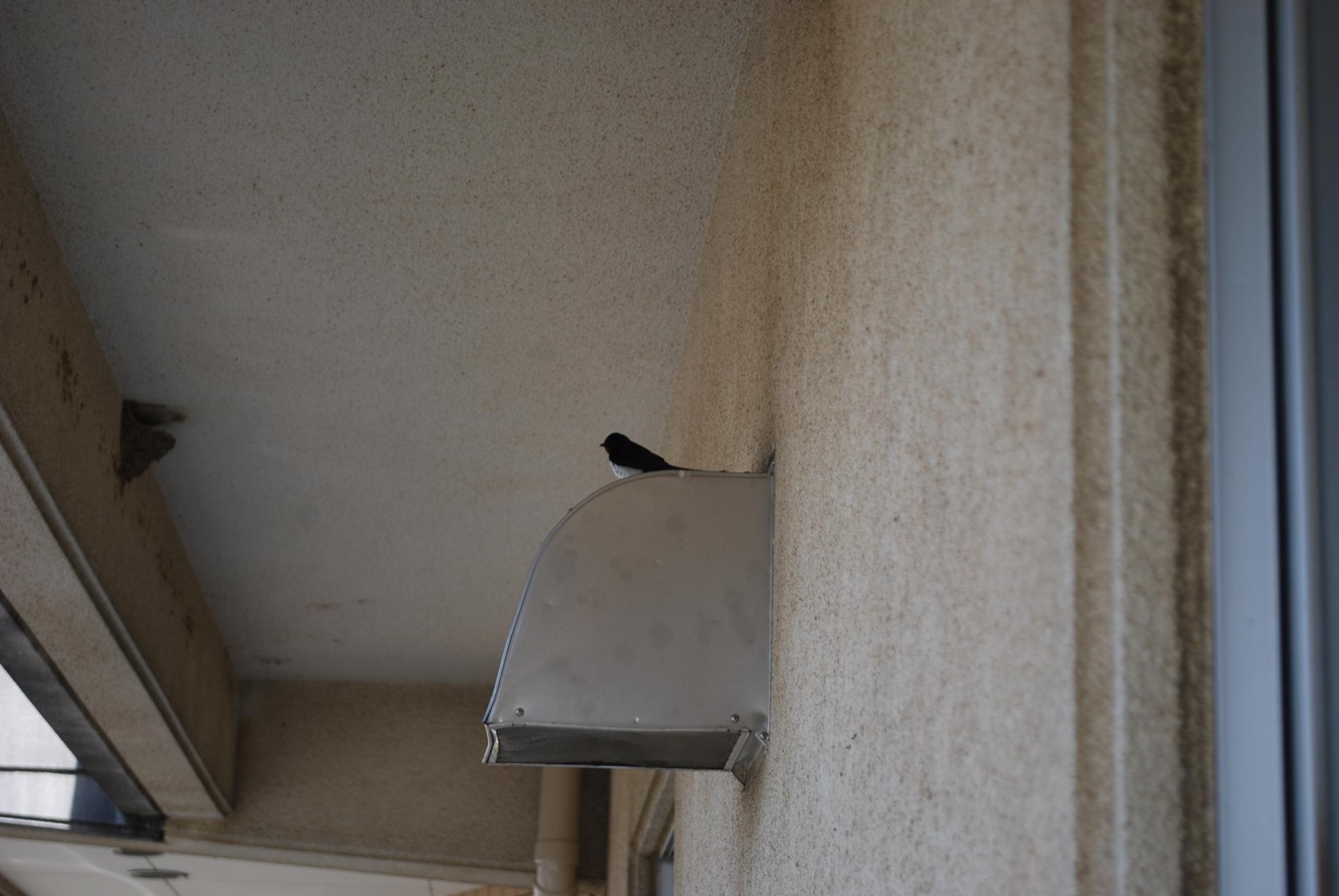 DSC_0339 DSC_0339