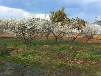 田んぼの近く 田んぼの近く