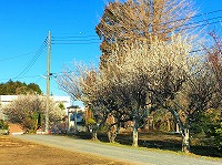 社杜 社杜
