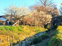 用水路沿い 用水路沿い
