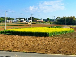 菜の花群生 菜の花群生