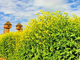 菜の花と鉄塔 菜の花と鉄塔