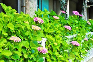 道路沿いまだかな 道路沿いまだかな