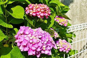 色も少し薄いね 色も少し薄いね