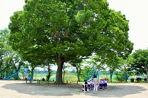 大きな日陰です 大きな日陰です