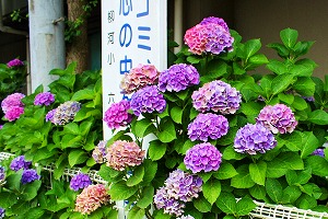 道路側は終わりかな 道路側は終わりかな