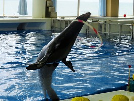 イルカのフラフープ イルカのフラフープ
