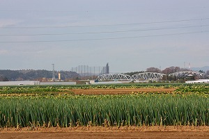 ネギと千歳橋 ネギと千歳橋