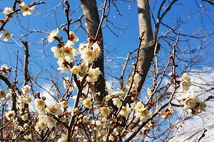 香る梅の花 香る梅の花