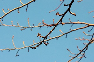 桜のつぼみ