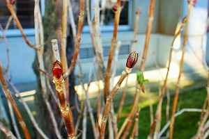 アジサイの芽 アジサイの芽