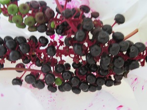 IMG_3570 IMG_3570
