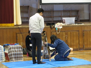 犬の心臓の音を聞いている 犬の心臓の音を聞いている