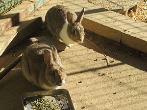 IMG_1488 IMG_1488