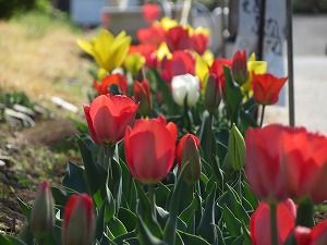 IMG_3449 IMG_3449
