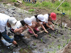 田植え2 田植え2