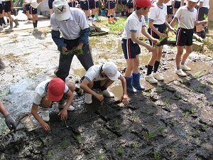 田植え3 田植え3