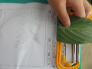 IMG_5945 IMG_5945