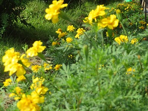 IMG_6648 IMG_6648