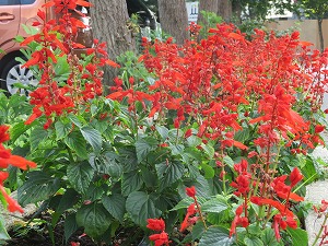 IMG_6660 IMG_6660