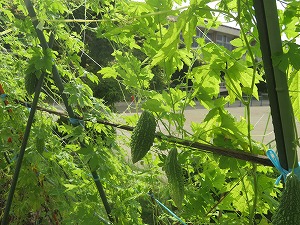 IMG_6663 IMG_6663