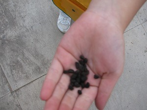 IMG_2601 IMG_2601