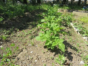 IMG_2424 IMG_2424