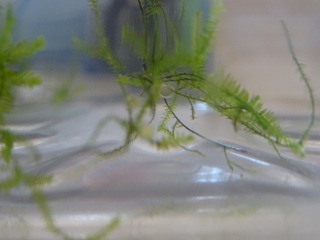 メダカの卵 メダカの卵