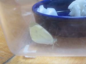 IMG_2531 IMG_2531