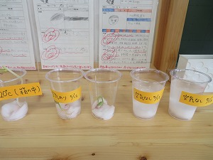 IMG_2558 IMG_2558