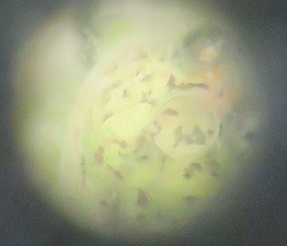 IMG_2597(2) IMG_2597(2)
