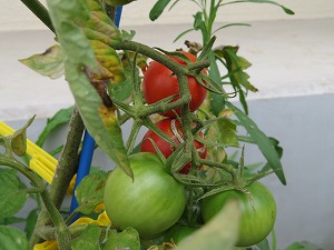 IMG_4550 IMG_4550