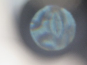 IMG_4799 IMG_4799