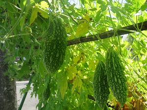 IMG_5208 IMG_5208