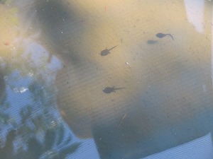 IMG_3956 IMG_3956
