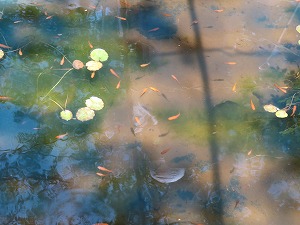 IMG_3959 IMG_3959