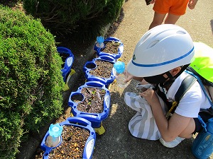 あさがお あさがお